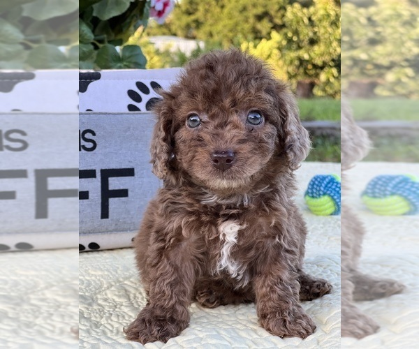 Medium Photo #1  Breeder Profile in MIAMI, FL, USA