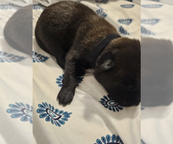 Medium Photo #11  Breeder Profile in SHICKSHINNY, PA, USA