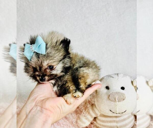 Medium Photo #23  Breeder Profile in WEST PALM BEACH, FL, USA