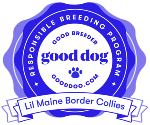 Border Collie Dog Breeder near RICHMOND, ME, USA