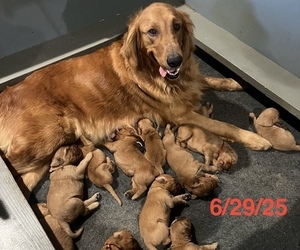 Golden Retriever Dog Breeder near FRESNO, CA, USA
