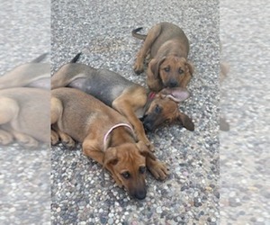 Malinois Doberman Dog Breeder near SAN ANTONIO, TX, USA