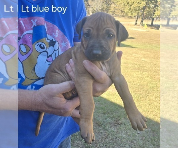 Medium Photo #2  Breeder Profile in ALBA, TX, USA