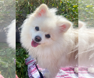 Pomeranian Dog Breeder near HUBERT, NC, USA
