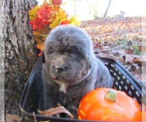 Newfoundland Dog Breeder near CLINTON, AR, USA