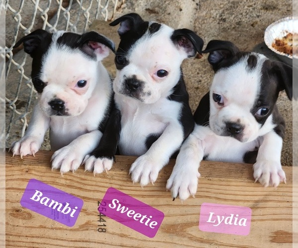 Medium Photo #1  Breeder Profile in LAFAYETTE, TN, USA