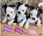Small breeder photo