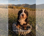 Small Photo #9  Breeder Profile in BONNERS FERRY, ID, USA