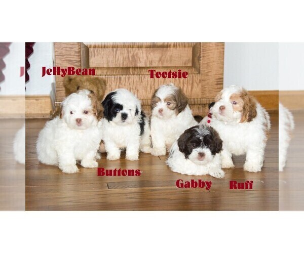 Medium Photo #1  Breeder Profile in CLARE, MI, USA