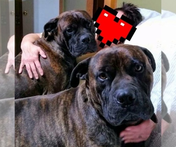 Medium Photo #1  Breeder Profile in BLACKWATER, VA, USA