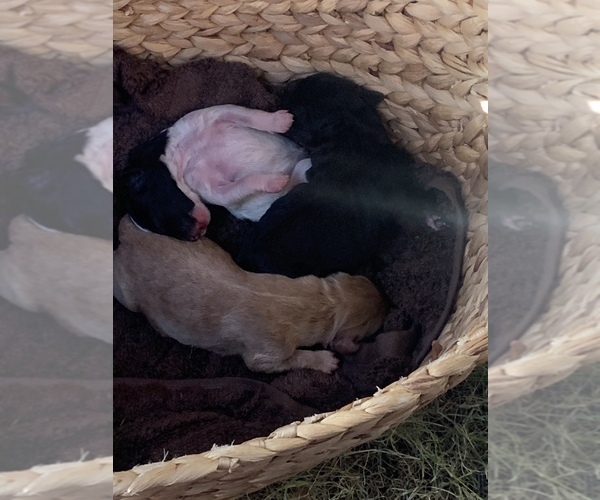 Medium Photo #1  Breeder Profile in AUBREY, TX, USA