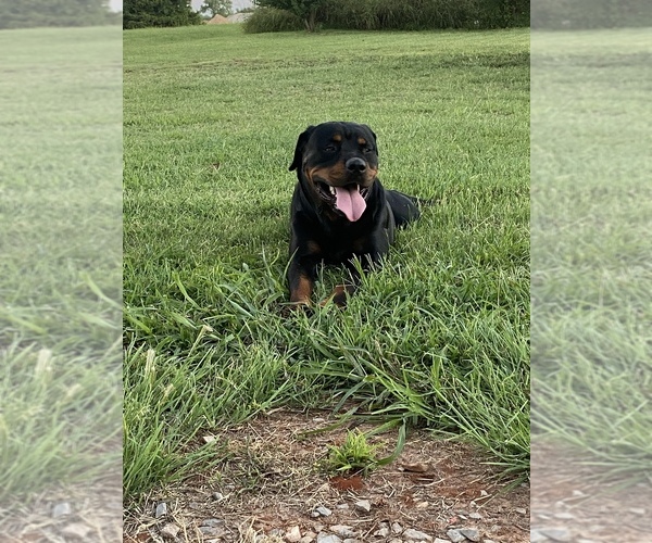 Medium Photo #1  Breeder Profile in OKLAHOMA CITY, OK, USA