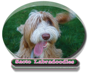 Australian Labradoodle Dog Breeder in ELK GROVE,  USA