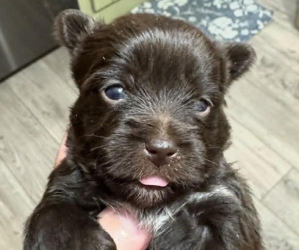 Medium Photo #5  Breeder Profile in DAYTON, TX, USA