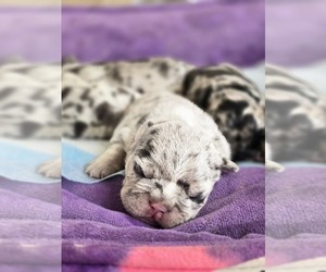 American Bully Dog Breeder near GLEN BURNIE, MD, USA