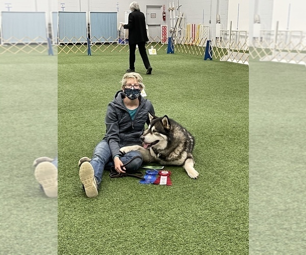 Medium Photo #124  Breeder Profile in FREDERICK, MD, USA