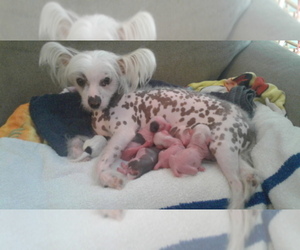 Chinese Crested Dog Breeder near MYRTLE BEACH, SC, USA