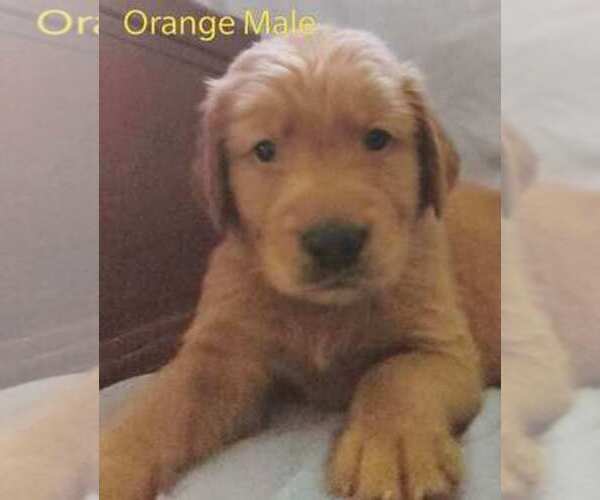 Medium Photo #1  Breeder Profile in DAVENPORT, FL, USA