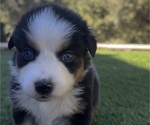 Small #4 Breeder Profile image