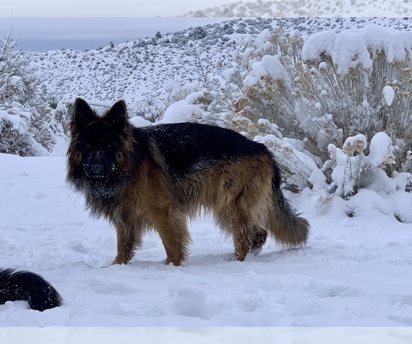 Medium Photo #99  Breeder Profile in PINON HILLS, CA, USA
