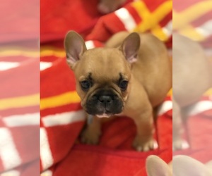 French Bulldog Dog Breeder in ARMA,  USA