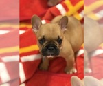 Small breeder photo