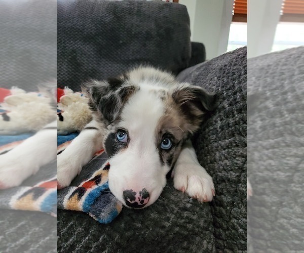 Medium Photo #49  Breeder Profile in CONWAY, MO, USA