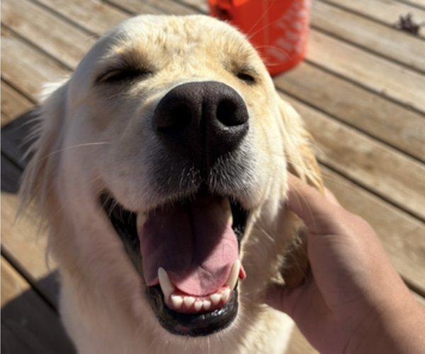 Medium Photo #1  Breeder Profile in SWARTZ CREEK, MI, USA