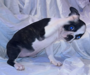 Boston Terrier Dog Breeder near ARLINGTON, WA, USA