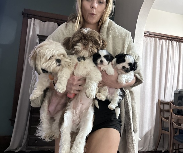 Medium Photo #6  Breeder Profile in COUNCIL GROVE, KS, USA