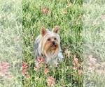 Small Photo #5  Breeder Profile in DAWSON, TX, USA