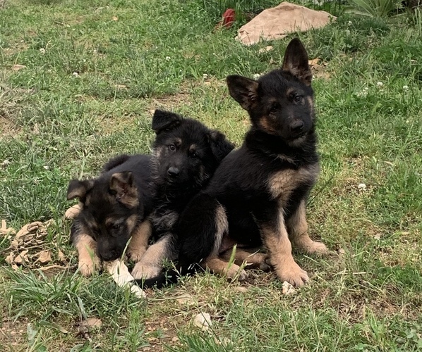 Medium Photo #1  Breeder Profile in GARRISON, MO, USA