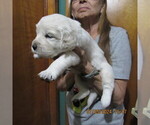 Small Photo #1  Breeder Profile in NORTHWOOD, OH, USA