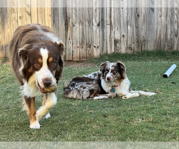 Medium Photo #1  Breeder Profile in MOORE, OK, USA