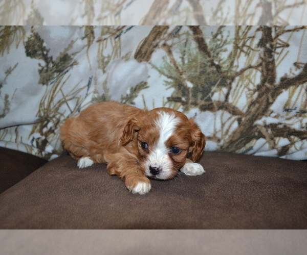 Medium Photo #12  Breeder Profile in GREENWOOD, WI, USA