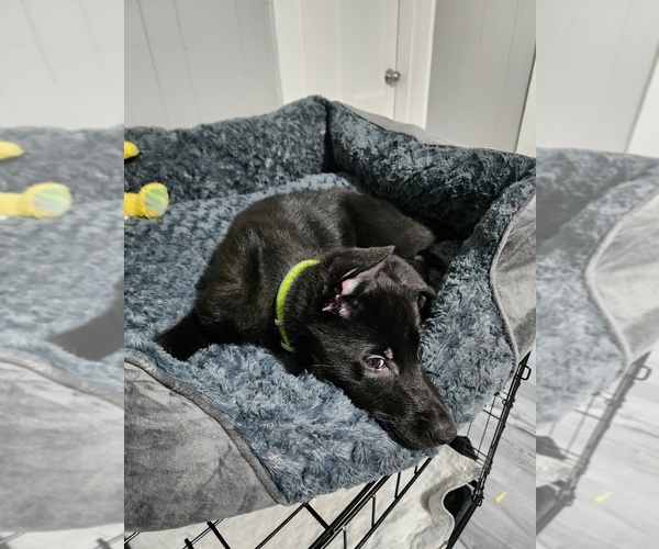 Medium Photo #11  Breeder Profile in MIDDLETOWN, CT, USA