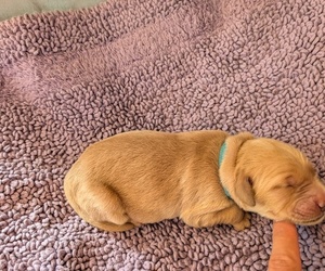 English Cream Golden Retriever Dog Breeder near DOLORES, CO, USA