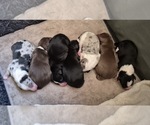 Small #10 Breeder Profile image