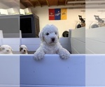 Small #4 Breeder Profile image