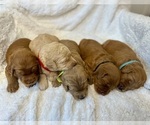 Small #3 Breeder Profile image