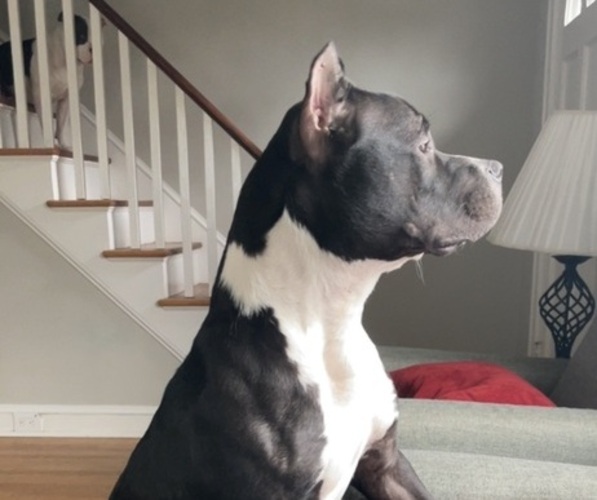 Medium Photo #13  Breeder Profile in NAUGATUCK, CT, USA