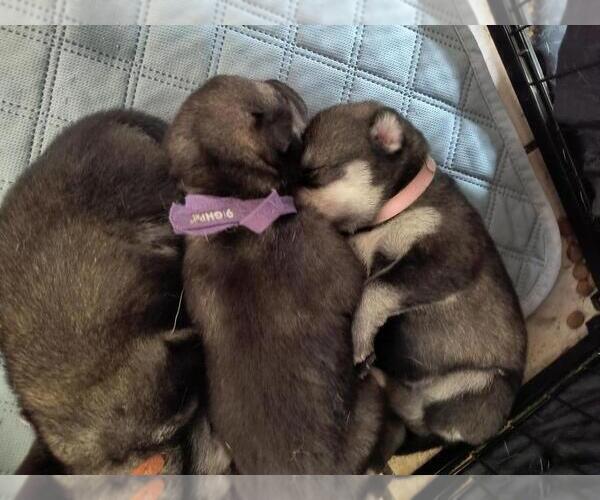 Medium Photo #3  Breeder Profile in MIDDLETOWN, OH, USA