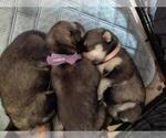 Small #2 Breeder Profile image