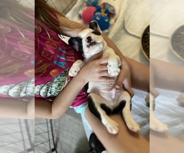 Medium Photo #1  Breeder Profile in STOKESDALE, NC, USA