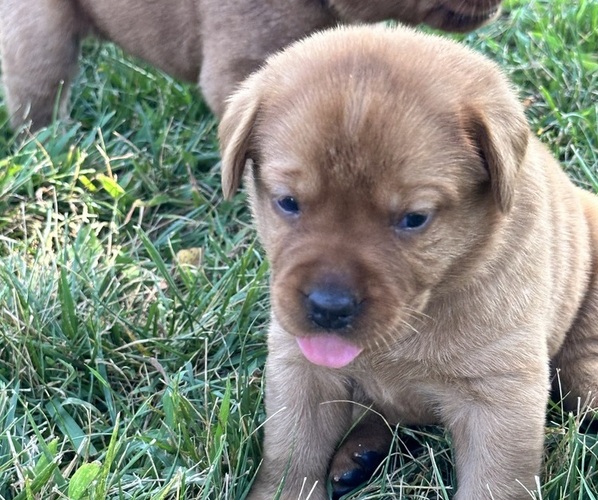 Medium Photo #2  Breeder Profile in HIAWATHA, KS, USA