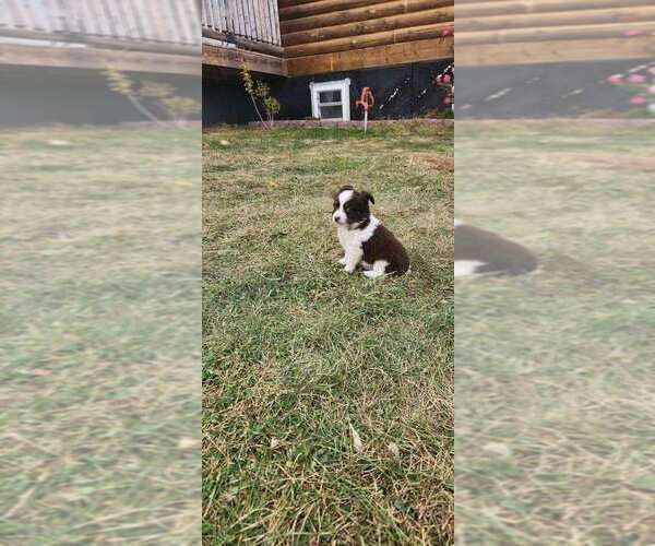 Medium Photo #5  Breeder Profile in LORIMOR, IA, USA
