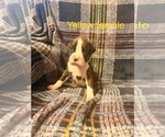 Small Photo #2  Breeder Profile in WALNUT GROVE, MO, USA