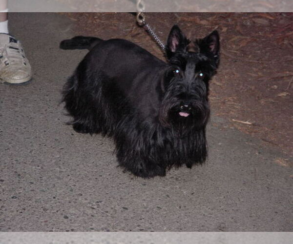 Medium Photo #7  Breeder Profile in MEAD, WA, USA