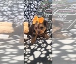 Small #252 Breeder Profile image
