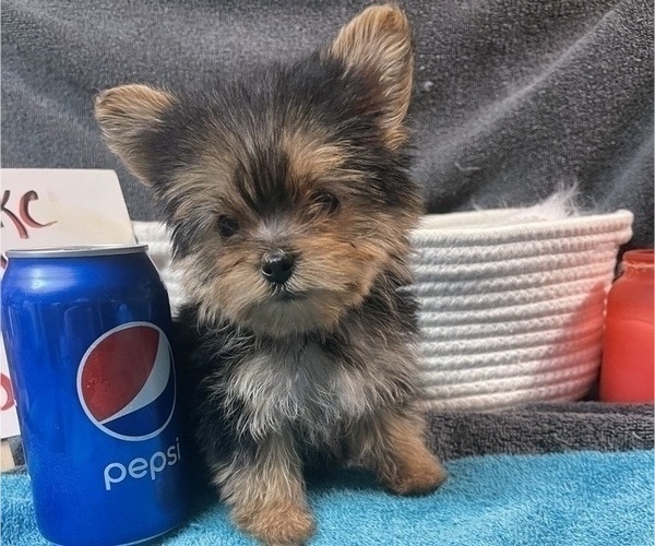 Medium Photo #1  Breeder Profile in CAMERON, NC, USA